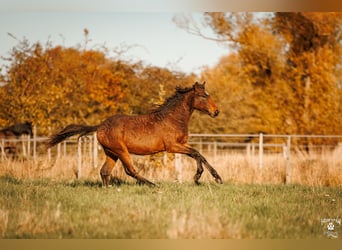 Caballo ""Curly"", Semental, 2 años, 154 cm