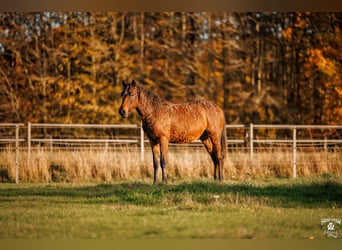 Caballo ""Curly"", Semental, 2 años, 154 cm, Castaño