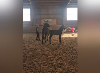 Caballo ""Curly"", Semental, 2 años, 154 cm, Castaño