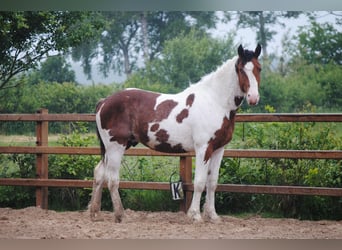 Caballo ""Curly"", Semental, 2 años, 164 cm, Tobiano-todas las-capas
