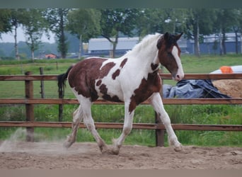 Caballo ""Curly"", Semental, 2 años, 164 cm, Tobiano-todas las-capas