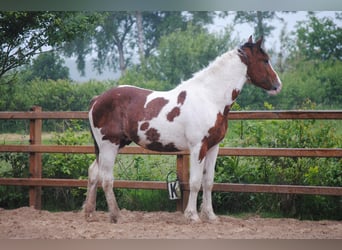 Caballo ""Curly"", Semental, 2 años, 165 cm, Pío