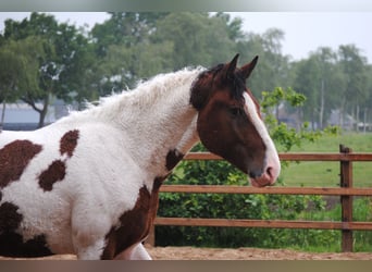 Caballo ""Curly"", Semental, 2 años, 165 cm, Pío