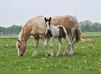 Caballo ""Curly"", Semental, 2 años, 165 cm, Pío