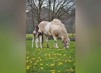 Caballo ""Curly"", Semental, 2 años, 165 cm, Pío