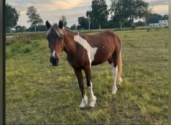 Caballo ""Curly"", Semental, 3 años, 135 cm