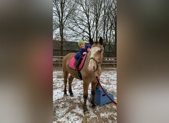 Caballo ""Curly"", Semental, 3 años, 150 cm, Bayo