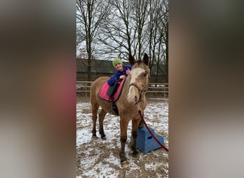 Caballo ""Curly"", Semental, 3 años, 150 cm, Bayo