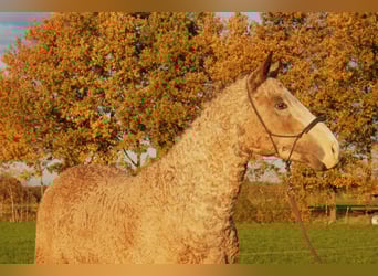 Caballo ""Curly"", Semental, 3 años, 150 cm