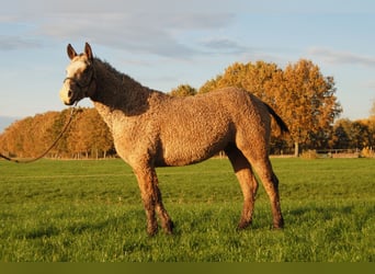 Caballo ""Curly"", Semental, 3 años, 150 cm