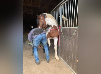 Caballo ""Curly"", Semental, 3 años, 162 cm, Pío