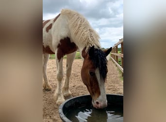 Caballo ""Curly"", Semental, 3 años, 162 cm, Pío