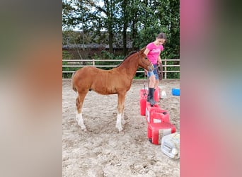 Caballo ""Curly"", Semental, Potro (05/2026), 155 cm, Castaño
