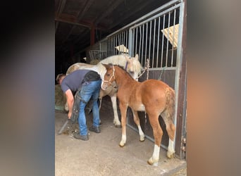 Caballo ""Curly"", Semental, Potro (05/2026), 155 cm, Castaño