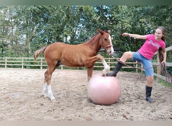 Caballo ""Curly"", Semental, Potro (05/2026), 155 cm, Castaño