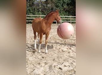 Caballo ""Curly"", Semental, Potro (05/2026), 155 cm, Castaño