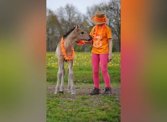 Caballo ""Curly"", Semental, Potro (04/2026), 155 cm, Grullo