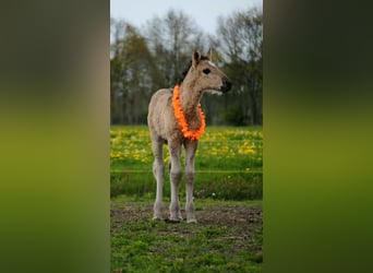 Caballo ""Curly"", Semental, Potro (04/2026), 155 cm, Grullo