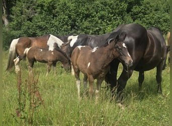 Caballo ""Curly"" Mestizo, Semental, Potro (04/2026)