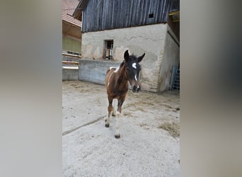 Caballo ""Curly"" Mestizo, Semental, Potro (04/2026)