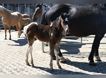 Caballo ""Curly"" Mestizo, Semental, Potro (04/2026)