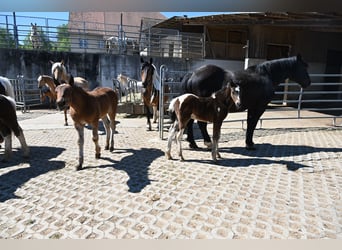 Caballo ""Curly"" Mestizo, Semental, Potro (04/2026)