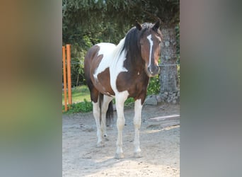 Caballo ""Curly"", Yegua, 10 años, 154 cm