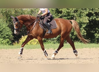 Caballo ""Curly"", Yegua, 11 años, 166 cm, Alazán