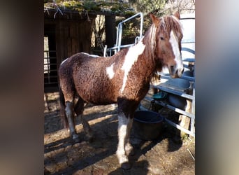 Caballo ""Curly"", Yegua, 13 años, 150 cm, Pío