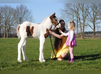 Caballo ""Curly"", Yegua, 1 año, 153 cm, Pío