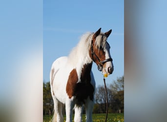 Caballo ""Curly"", Yegua, 1 año, 153 cm, Pío