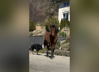 Caballo ""Curly"", Yegua, 1 año, 155 cm, Castaño