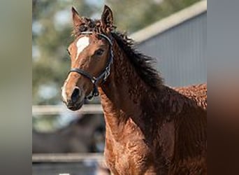Caballo ""Curly"", Yegua, 1 año, 155 cm, Castaño