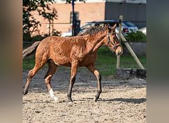 Caballo ""Curly"", Yegua, 1 año, 155 cm, Castaño