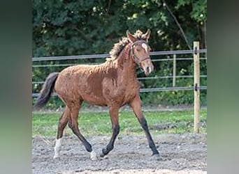 Caballo ""Curly"", Yegua, 1 año, 155 cm, Castaño