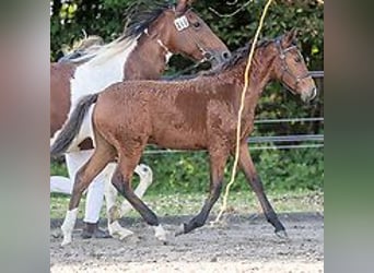 Caballo ""Curly"", Yegua, 1 año, 155 cm, Castaño