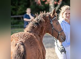 Caballo ""Curly"", Yegua, 1 año, 155 cm, Castaño