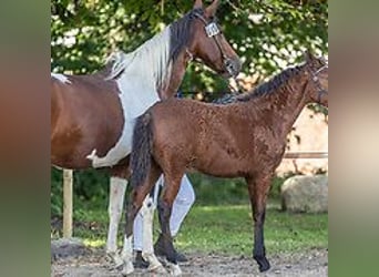 Caballo ""Curly"", Yegua, 1 año, 155 cm, Castaño