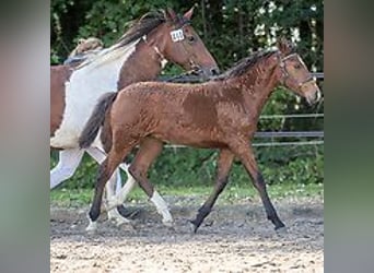 Caballo ""Curly"", Yegua, 1 año, 155 cm, Castaño