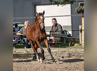 Caballo ""Curly"", Yegua, 1 año, 155 cm, Castaño