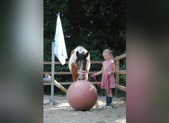 Caballo ""Curly"", Yegua, 1 año, 155 cm, Pío