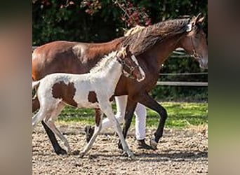 Caballo ""Curly"", Yegua, 1 año, 155 cm, Tovero-todas las-capas