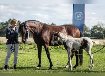 Caballo ""Curly"", Yegua, 1 año, 155 cm, Tovero-todas las-capas