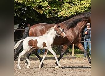 Caballo ""Curly"", Yegua, 1 año, 155 cm, Tovero-todas las-capas