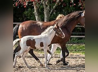 Caballo ""Curly"", Yegua, 1 año, 155 cm, Tovero-todas las-capas