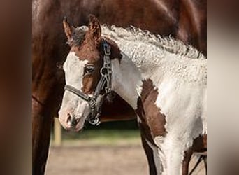 Caballo ""Curly"", Yegua, 1 año, 155 cm, Tovero-todas las-capas