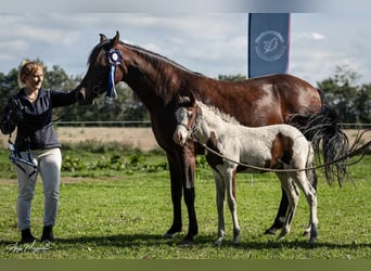 Caballo ""Curly"", Yegua, 1 año, 155 cm, Tovero-todas las-capas