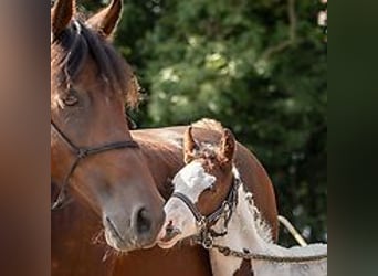 Caballo ""Curly"", Yegua, 1 año, 155 cm, Tovero-todas las-capas