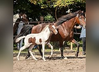 Caballo ""Curly"", Yegua, 1 año, 155 cm, Tovero-todas las-capas