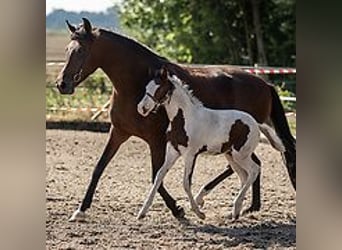 Caballo ""Curly"", Yegua, 1 año, 155 cm, Tovero-todas las-capas